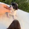 Monalisa Teacup Chihuahua sitting outdoors on blanket with breeder care