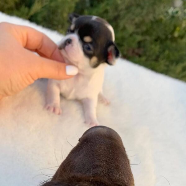 Monalisa Teacup Chihuahua sitting outdoors on blanket with breeder care