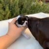 Monalisa Teacup Chihuahua puppy close up outdoors on white blanket