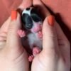 Monalisa Teacup Chihuahua newborn puppy resting safely in breeder’s palms