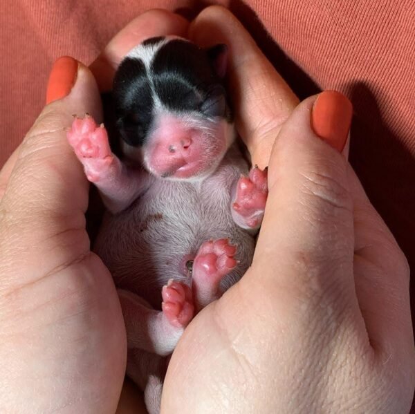 Newborn Monalisa Teacup Chihuahua held by breeder showing tiny black white and tan coat