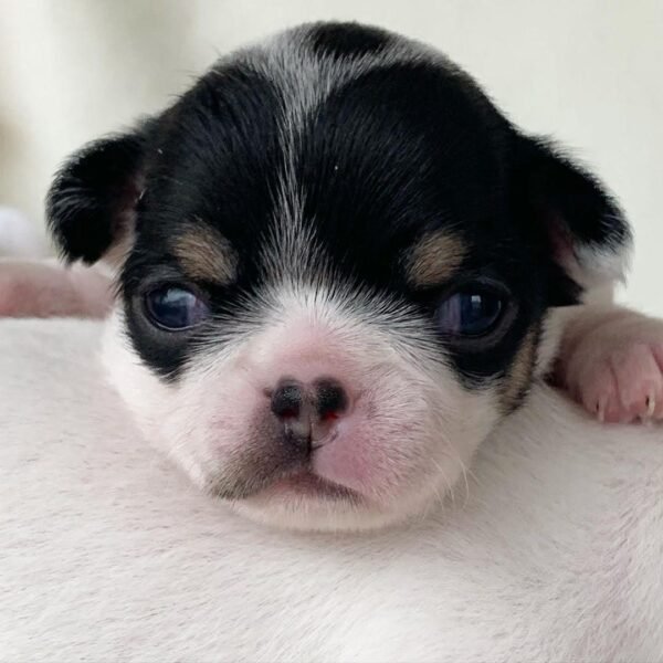 Monalisa Teacup Chihuahua newborn puppy showing black white and tan markings on blanket