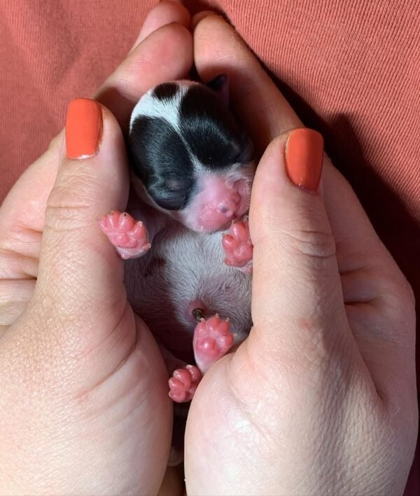 Monalisa Teacup Chihuahua newborn puppy resting safely in breeder’s palms