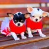 Monalisa Teacup Chihuahua puppy with Coco in red sweaters outdoors
