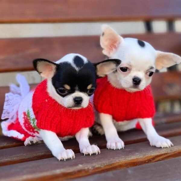 Monalisa Teacup Chihuahua and Coco wearing red sweaters on backyard bench