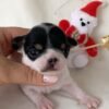 Baby Monalisa Teacup Chihuahua sleeping on soft white blanket with Christmas Santa toy