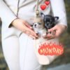 Bonnie and Clyde Teacup Chihuahua puppies sitting together in the breeder's handbag