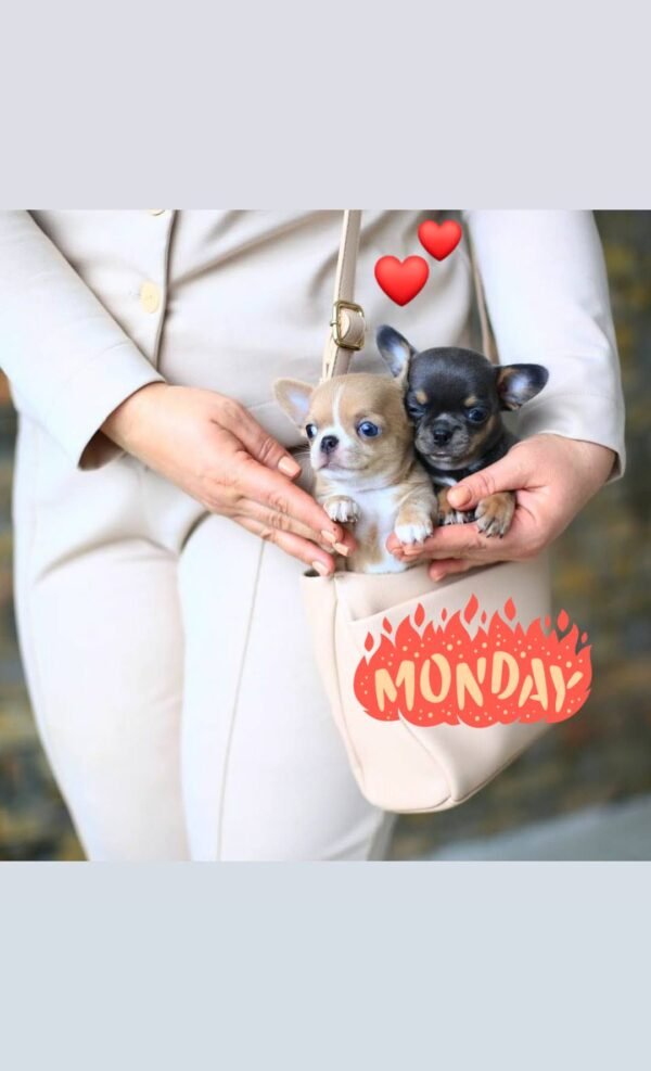 Bonnie and Clyde Teacup Chihuahua puppies sitting together in the breeder's handbag