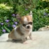 Maya Teacup Chihuahua walking through a colorful flower garden with a soft white blanket nearby during an outdoor photoshoot