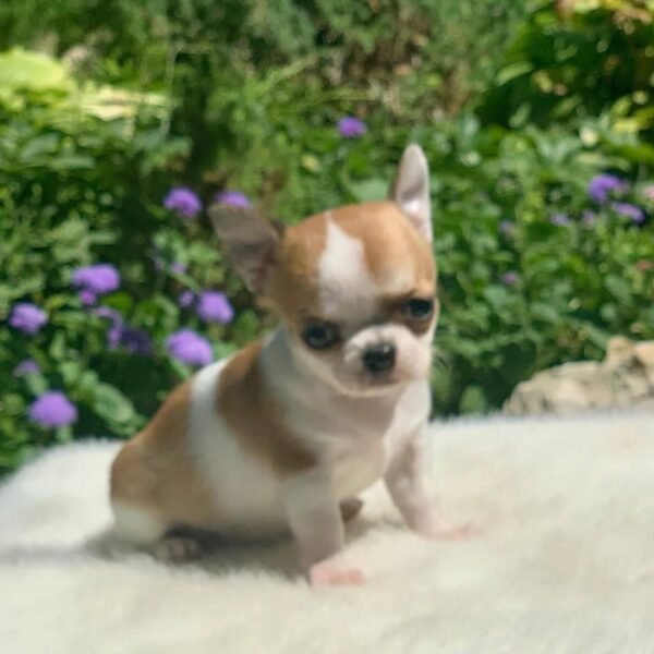 Maya Teacup Chihuahua walking through a colorful flower garden with a soft white blanket nearby during an outdoor photoshoot