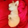 Chloe Long Hair Chihuahua puppy curled up sleeping