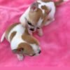 Maya and Merribeth Teacup Chihuahua puppies playing together on a soft pink blanket indoors during a professional photoshoot
