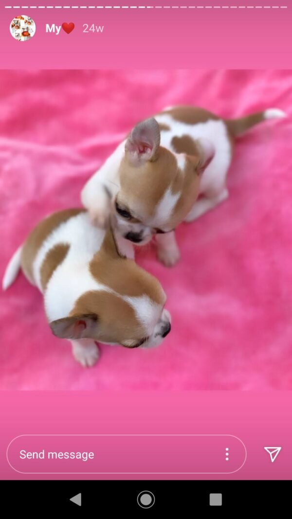 Maya and Merribeth Teacup Chihuahua puppies playing together on a soft pink blanket indoors during a professional photoshoot