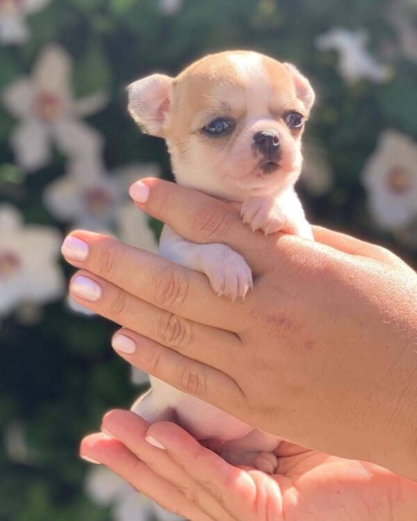 Breeder smiling while holding Maya Teacup Chihuahua in a green grass field during a professional outdoor photoshoot