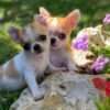 Maya and Merribeth Teacup Chihuahua puppies playing on green grass surrounded by blooming flowers