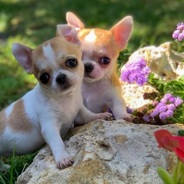 Maya and Merribeth Teacup Chihuahua puppies playing on green grass surrounded by blooming flowers