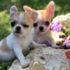 Maya and Merribeth Teacup Chihuahua puppies exploring a sunny garden with colorful flowers