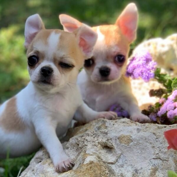Maya and Merribeth Teacup Chihuahua puppies exploring a sunny garden with colorful flowers