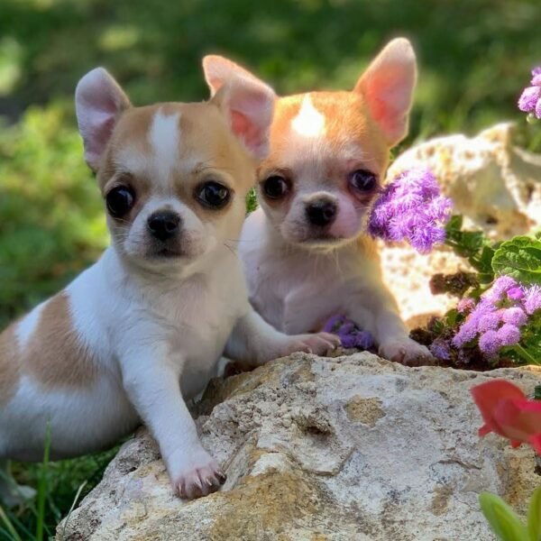 Maya and Merribeth Teacup Chihuahua puppies happily playing in a landscaped backyard garden