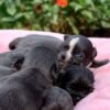 Princess Mia blue white cream Chihuahua puppy at birth lying on blanket outdoors with siblings beside flowers