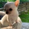 Mini-Bootsie Chihuahua white male teacup Chihuahua puppy playing on green grass outside at 12 weeks old