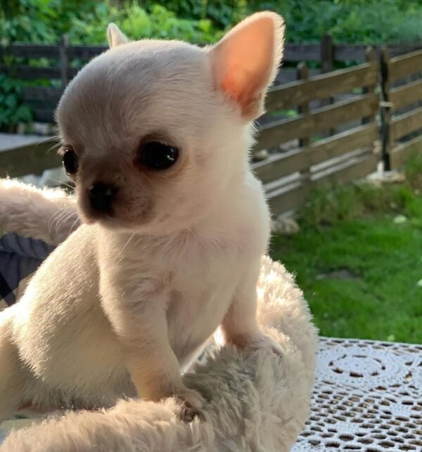 Mini-Bootsie Chihuahua white male teacup Chihuahua puppy playing on green grass outside at 12 weeks old