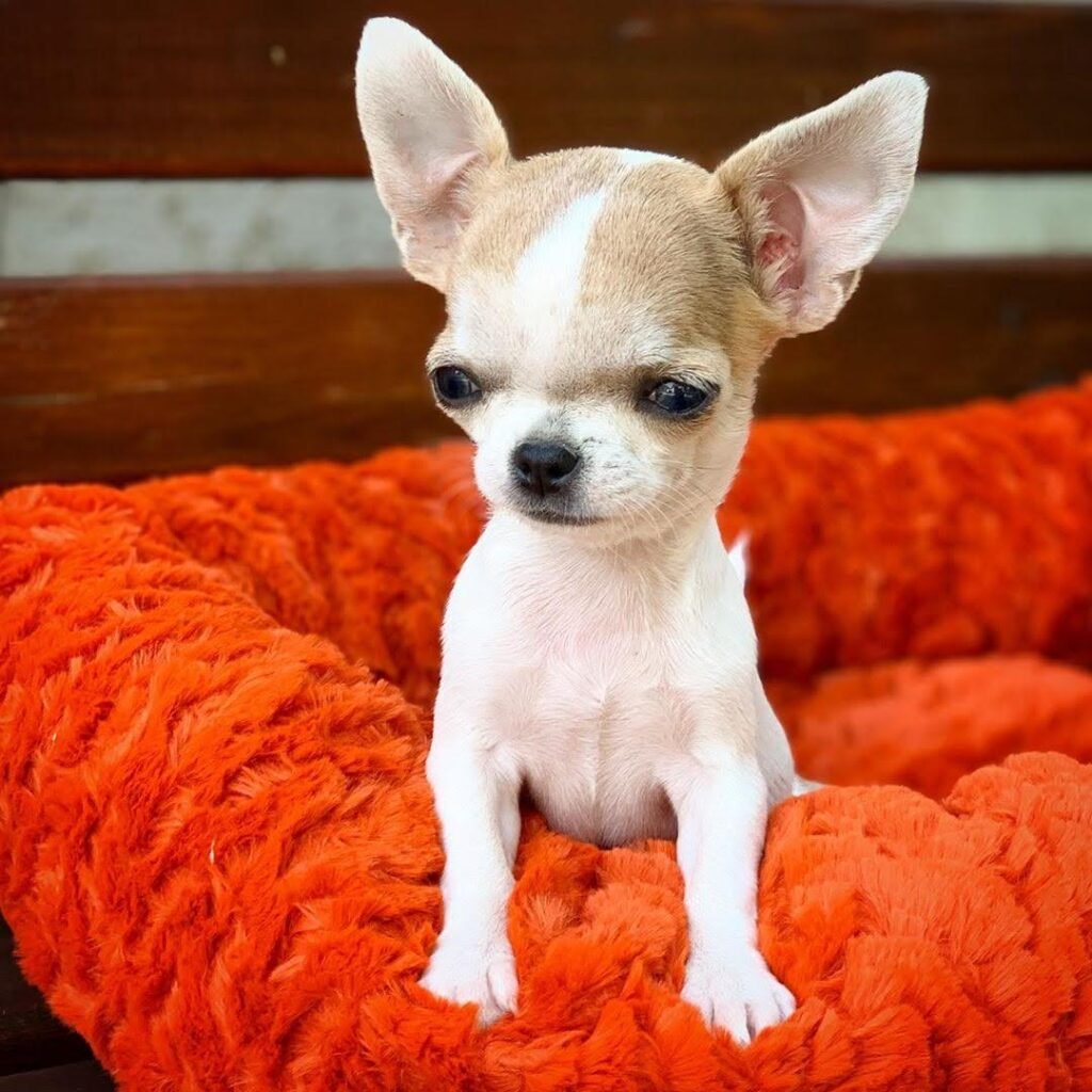 Healthy Chihuahua puppy available from Chihuahua Hub