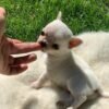 Mini-Bootsie Chihuahua white male puppy sitting on grass outdoors