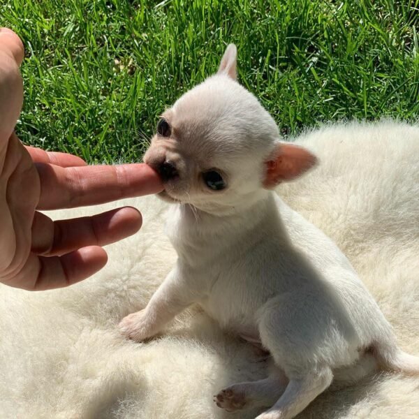 Mini-Bootsie Chihuahua white male puppy sitting on grass outdoors