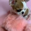 Princess Moana Teacup Chihuahua on soft pink slipper indoors