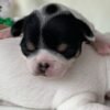 Monalisa Teacup Chihuahua puppy lying on white blanket with Santa toy