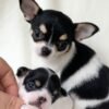 Monalisa Teacup Chihuahua with dad Chihuahua during breeder photoshoot
