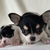 Monalisa Teacup Chihuahua and sire together with breeder touching puppy