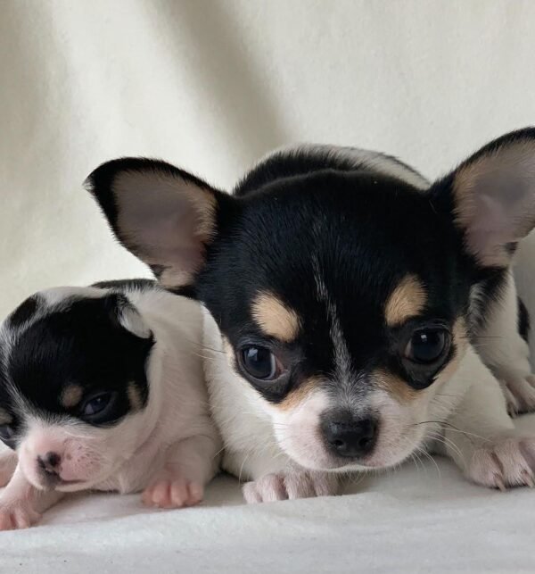 Monalisa Teacup Chihuahua and sire together with breeder touching puppy