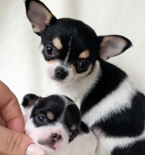 Monalisa Teacup Chihuahua with dad Chihuahua during breeder photoshoot