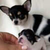 Monalisa Teacup Chihuahua puppy sitting beside sire on cream blanket