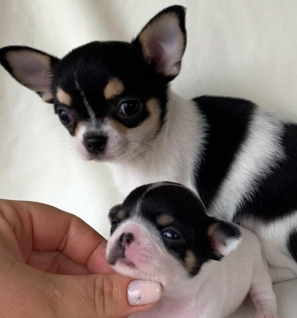Monalisa Teacup Chihuahua puppy sitting beside sire on cream blanket