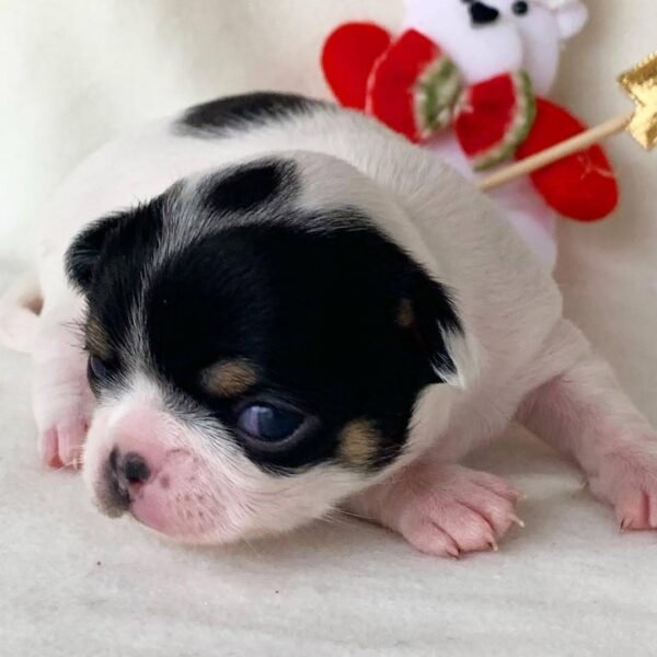 Monalisa Teacup Chihuahua baby puppy resting beside Santa decoration