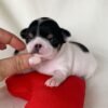 Monalisa Teacup Chihuahua tiny puppy relaxing on white blanket indoors