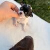 Monalisa Teacup Chihuahua puppy with breeder showing black white tan coat outside