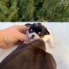 Monalisa Teacup Chihuahua sitting on white blanket outdoors with breeder touching mouth