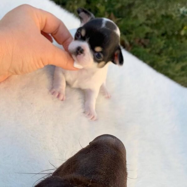 Monalisa Teacup Chihuahua puppy with breeder showing black white tan coat outside