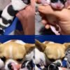 Monalisa Teacup Chihuahua newborn puppy held by breeder with dam in background
