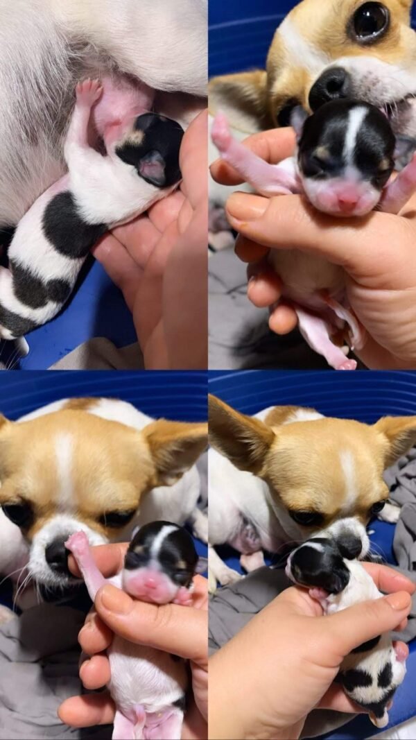 Monalisa Teacup Chihuahua newborn puppy held by breeder with dam in background