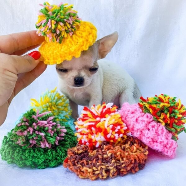 Pretty Penny Teacup Chihuahua posing while wearing an adorable decorative cap.