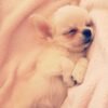 Healthy Standard Long Hair Chihuahua Chloe sleeping indoors