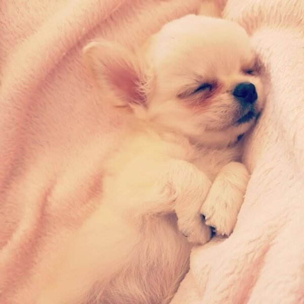 Healthy Standard Long Hair Chihuahua Chloe sleeping indoors