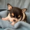 Pablo black and white Chihuahua puppy playing indoors