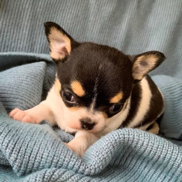 Pablo black and white Chihuahua puppy playing indoors