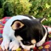 Pablo Teacup Chihuahua lying comfortably showing black and white short hair coat